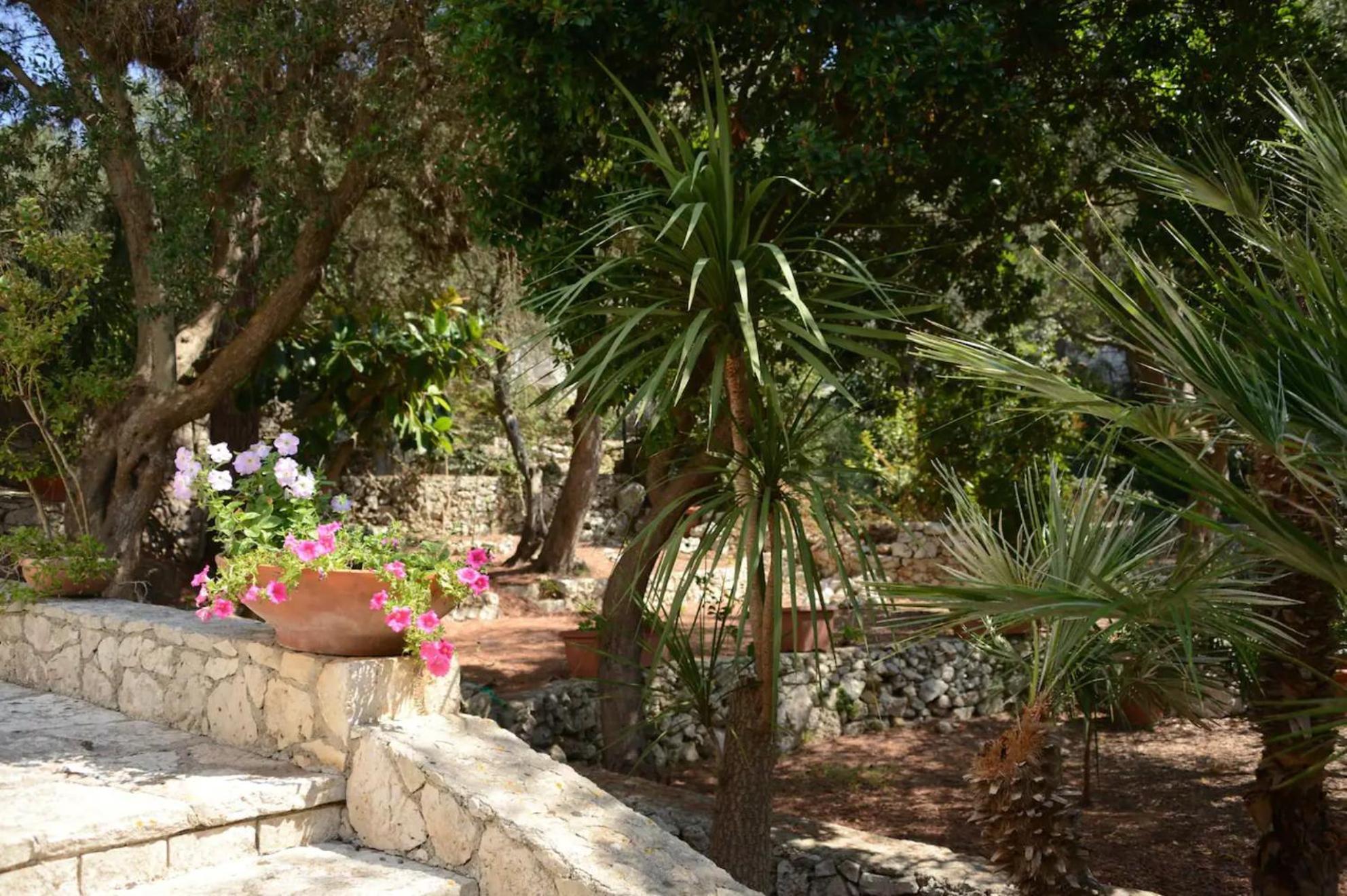 L'antico Ulivo *